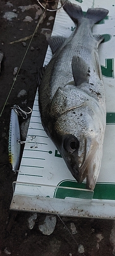 シーバスの釣果