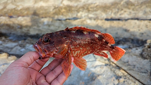 アカヤガラの釣果