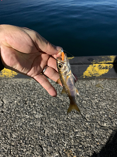 ムツの釣果