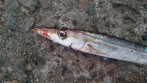 カマスの釣果