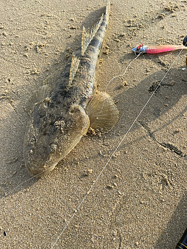 マゴチの釣果