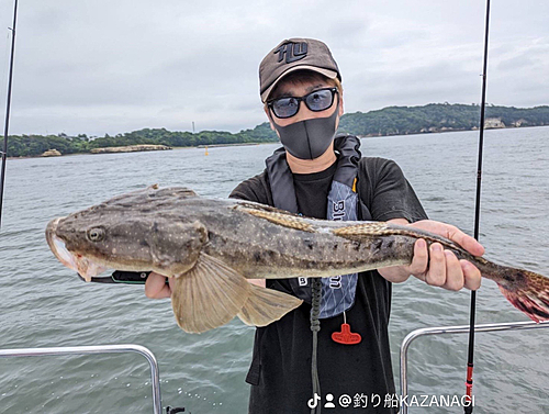 マゴチの釣果