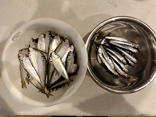 カタクチイワシの釣果