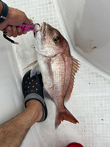 タイの釣果