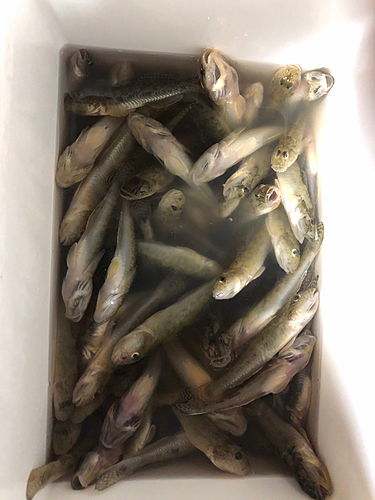 ハゼの釣果