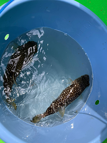 ショウサイフグの釣果