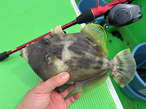 カワハギの釣果