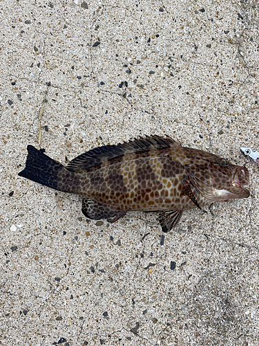 オオモンハタの釣果