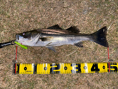 シーバスの釣果