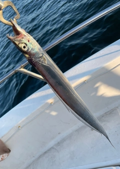 タチウオの釣果