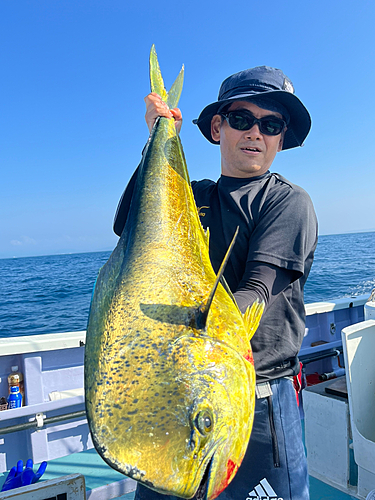 シイラの釣果