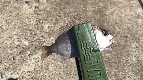 チャリコの釣果