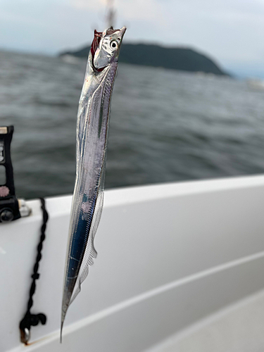 タチウオの釣果