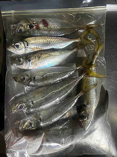 マアジの釣果