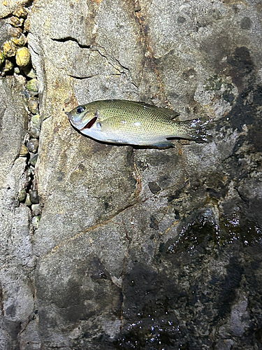 グレの釣果