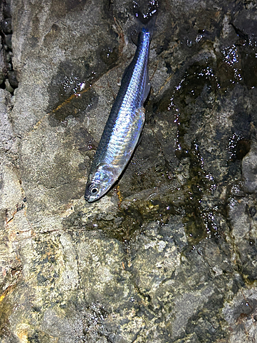 イワシの釣果