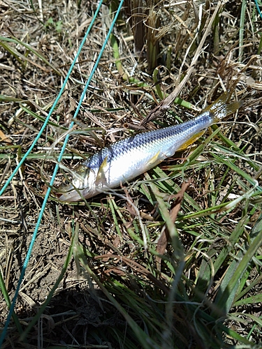 カワムツの釣果