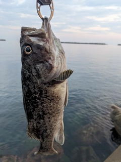 クロソイの釣果