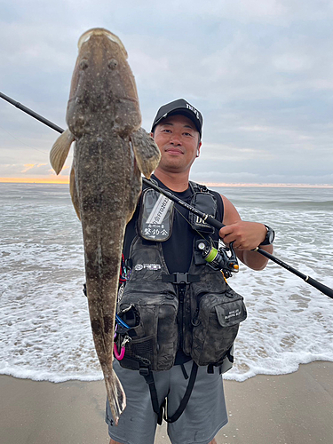 マゴチの釣果