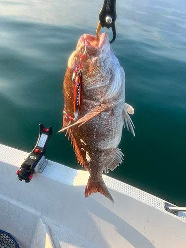 タイの釣果