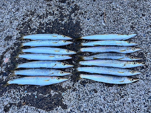 カマスの釣果