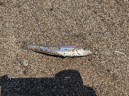 シロギスの釣果