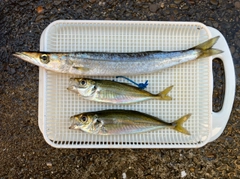 カマスの釣果