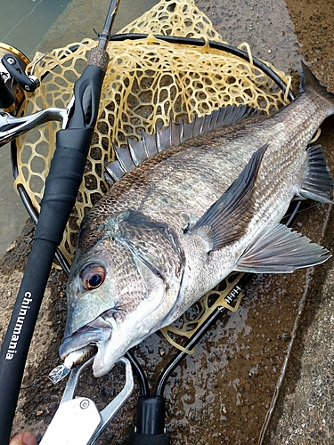 チヌの釣果