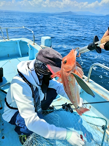 ホウボウの釣果