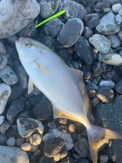 ショゴの釣果