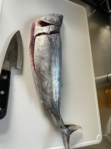 ハガツオの釣果