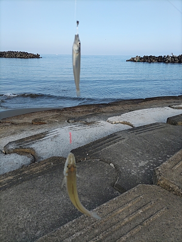 キスの釣果