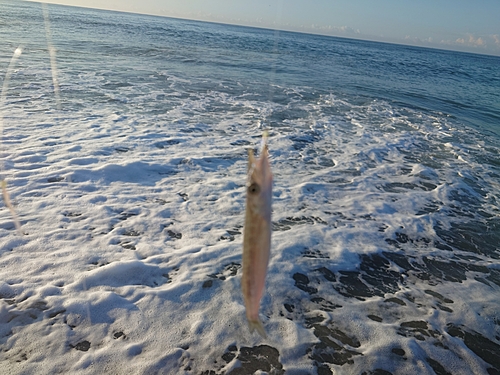 カマスの釣果