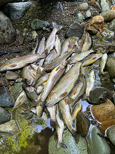 ヤマメの釣果