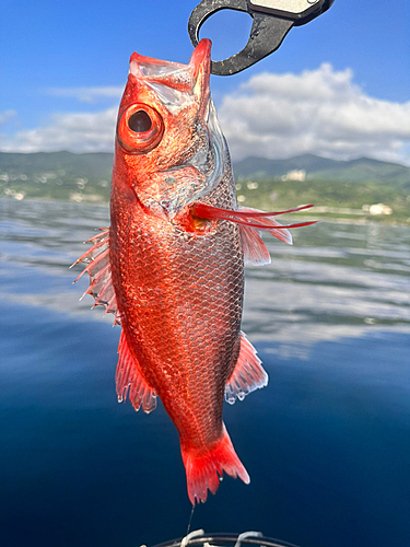 アカムツの釣果