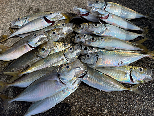 アジの釣果