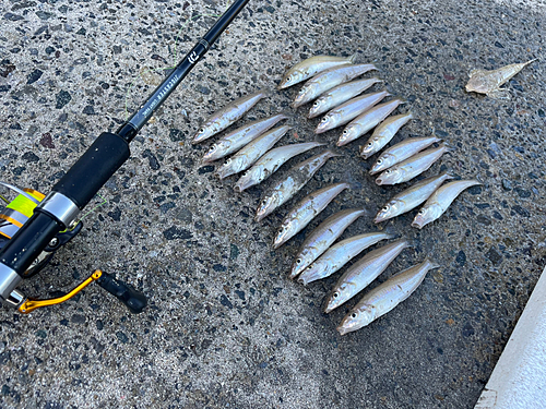 シロギスの釣果