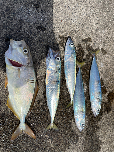 ショゴの釣果