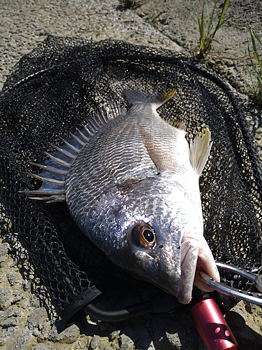 キビレの釣果