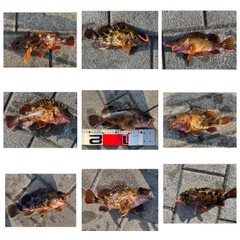 ガシラの釣果