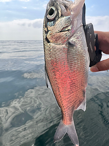 ギンメダイの釣果