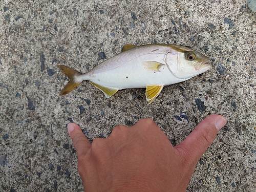 ショゴの釣果