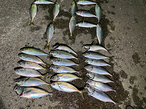 アジの釣果