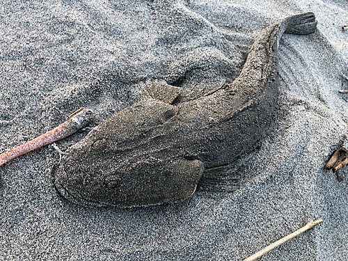 マゴチの釣果