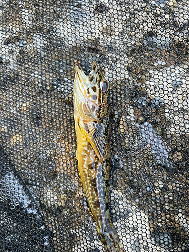 アナハゼの釣果