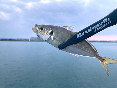 オニオコゼの釣果