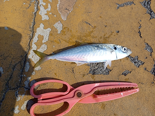 マルアジの釣果