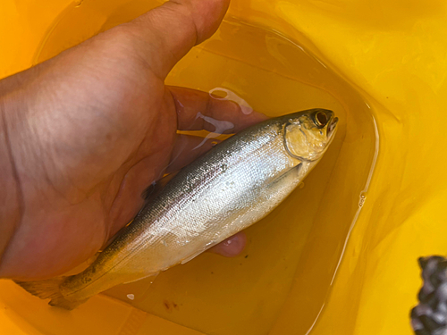 ヒメマスの釣果