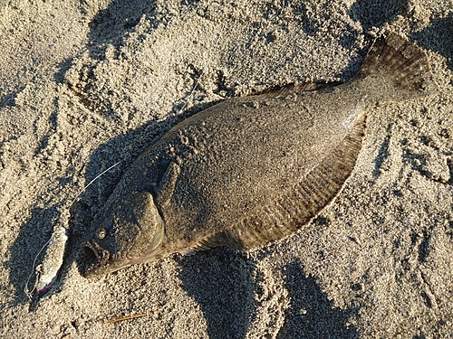 ソゲの釣果