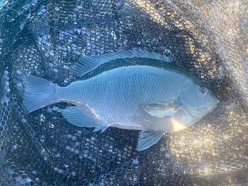 メジナの釣果